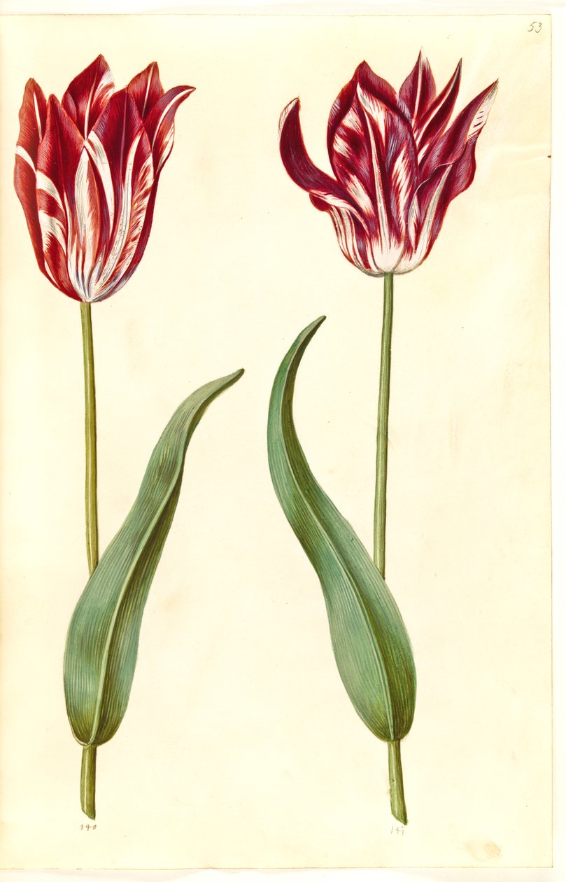 Tulipa gesneriana (lale var) by Hans Simon Holtzbecker