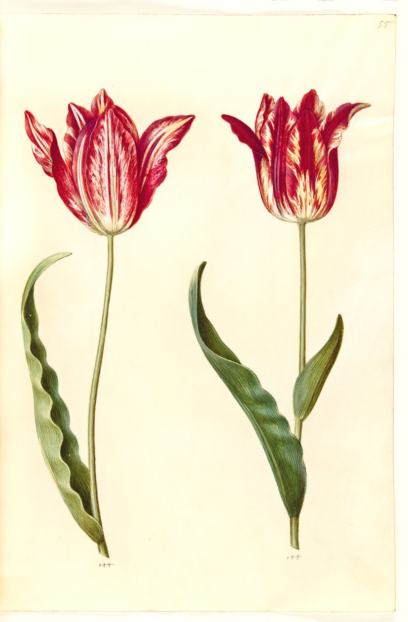 Tulipa gesneriana (lale var) by Hans Simon Holtzbecker