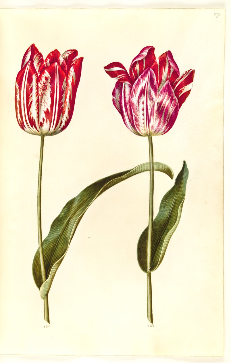 Tulipa gesneriana (lale var) by Hans Simon Holtzbecker