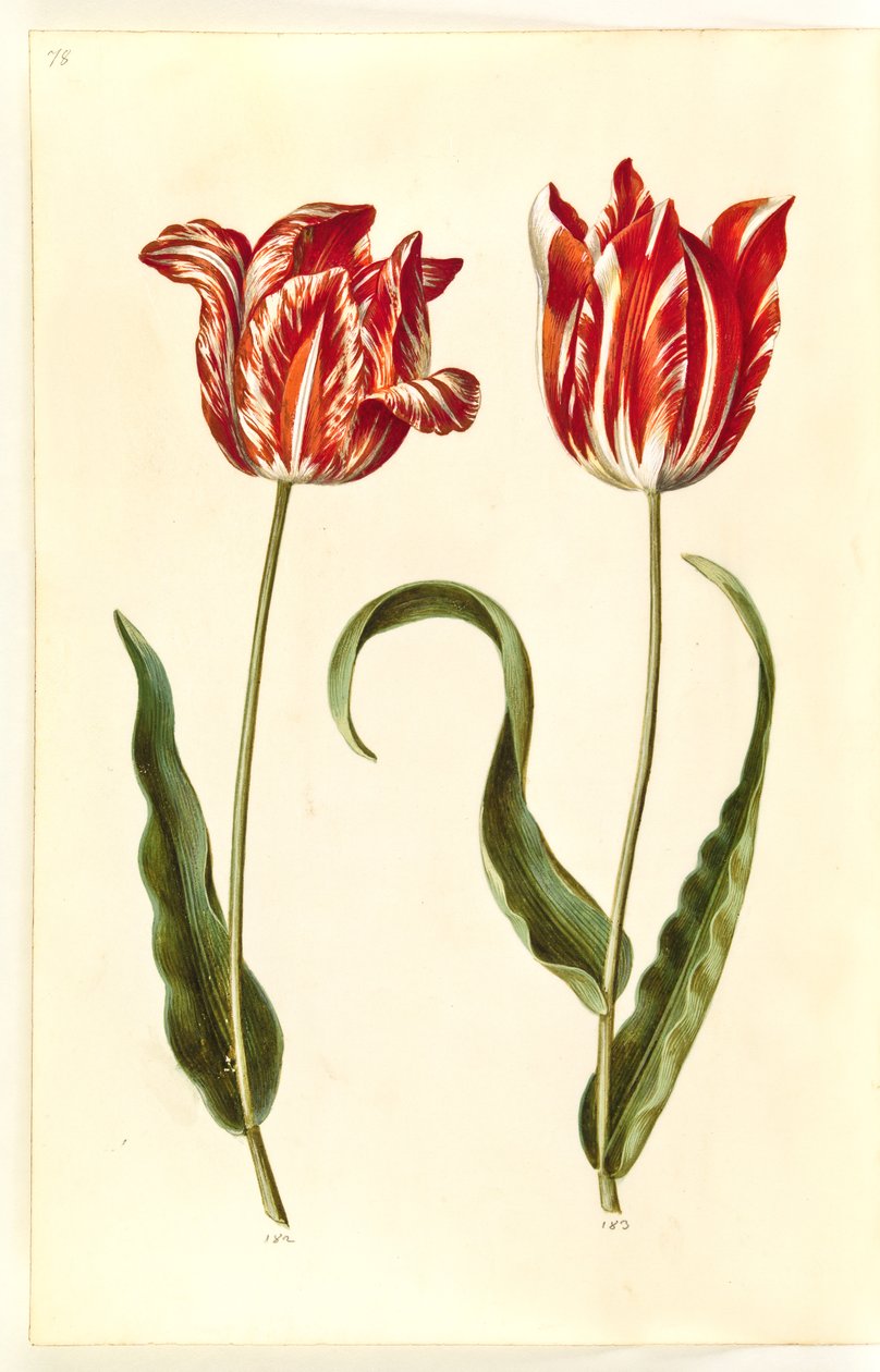 Tulipa gesneriana (lale var) by Hans Simon Holtzbecker