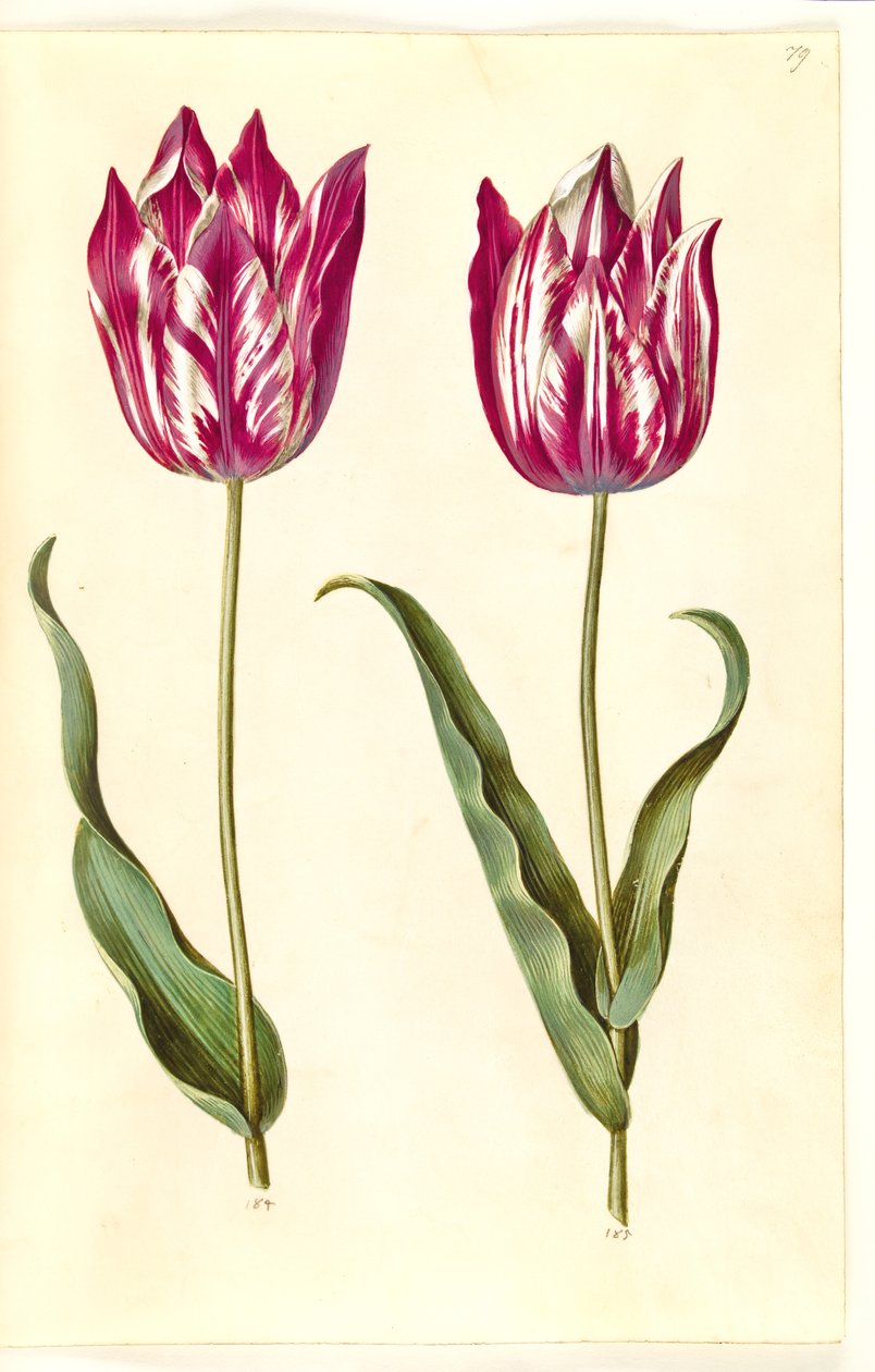Tulipa gesneriana (lale var) by Hans Simon Holtzbecker
