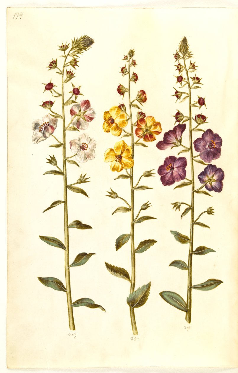 Verbascum blattaria (sınıf kral listesi); Verbascum phoeniceum (mor koni) by Hans Simon Holtzbecker