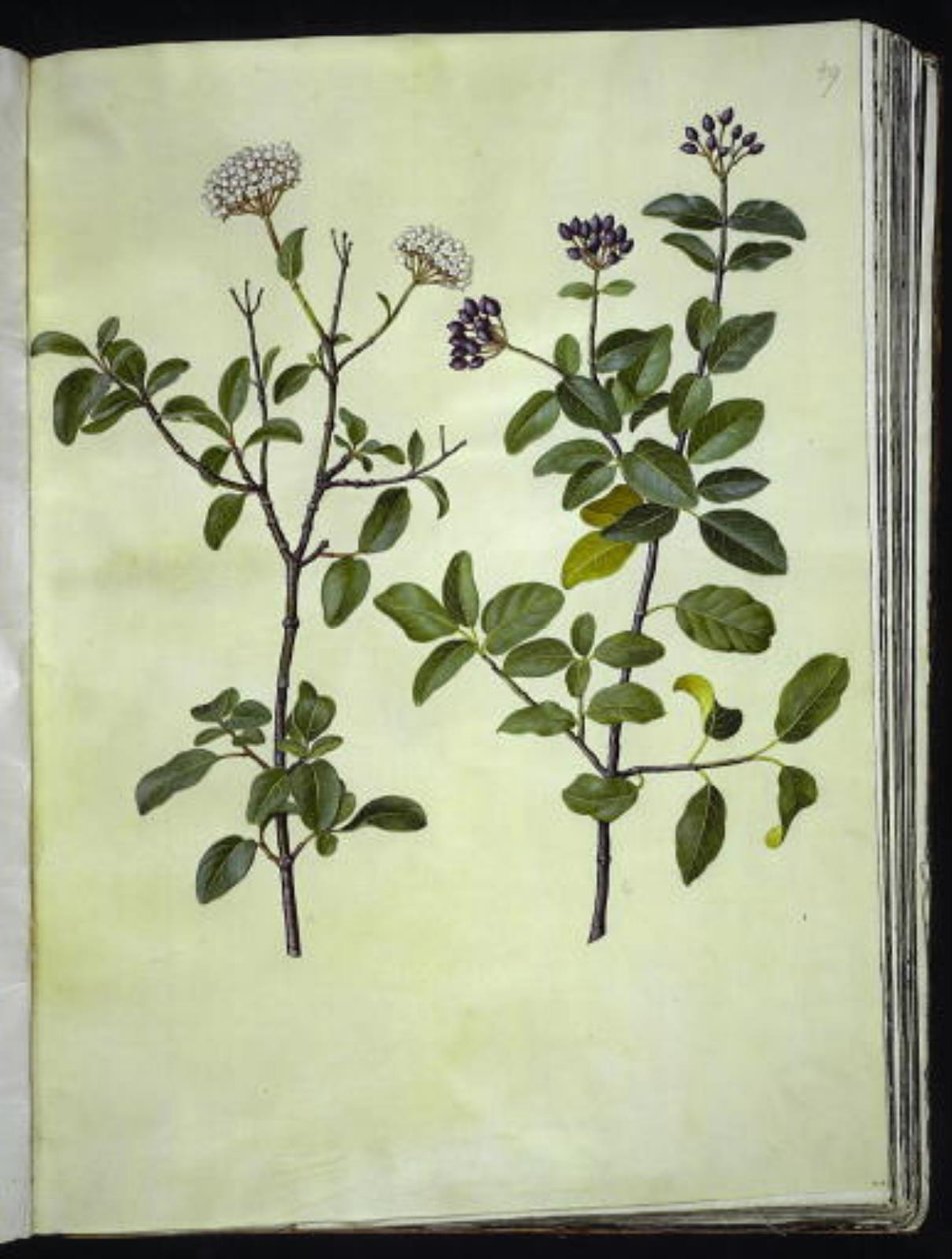Viburnum tinus (vinter-snebolle) by Hans Simon Holtzbecker