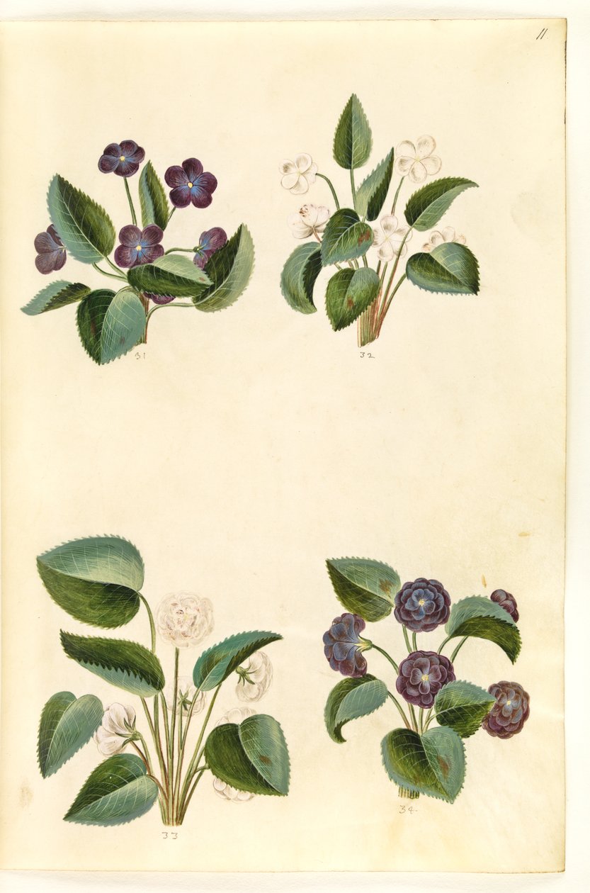 Viola odorata (mart-viol) by Hans Simon Holtzbecker