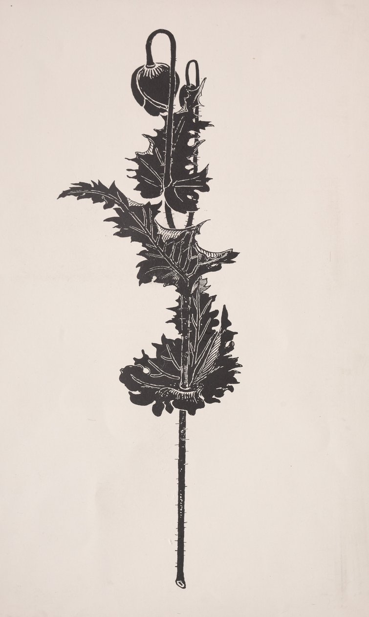 Çiçek Çalışması. by Harry Fenn