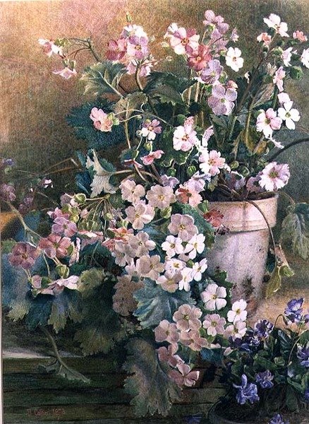 Primroses Çalışması by Hector Caffieri