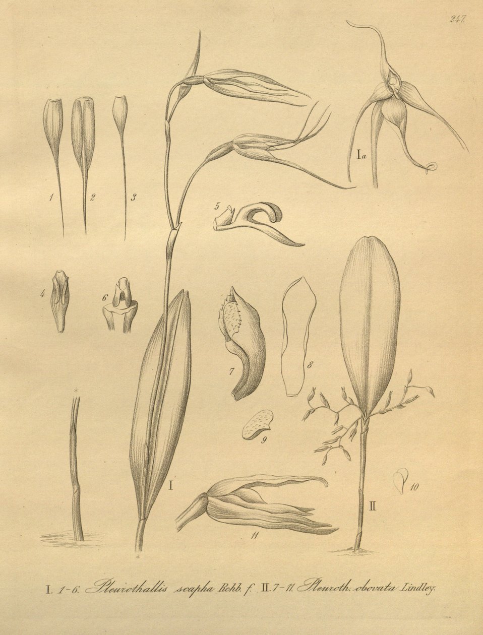 Pleurothallis siren çizimi by Heinrich Gustav Reichenbach