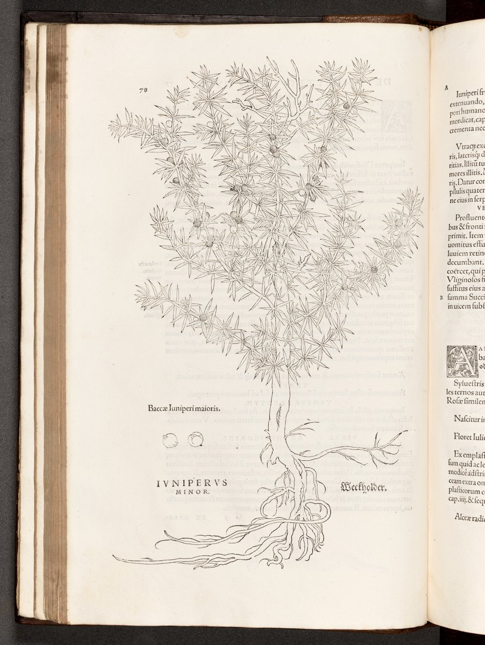 BT3.267.5 s.78 Ardıç, Leonhart Fuchs