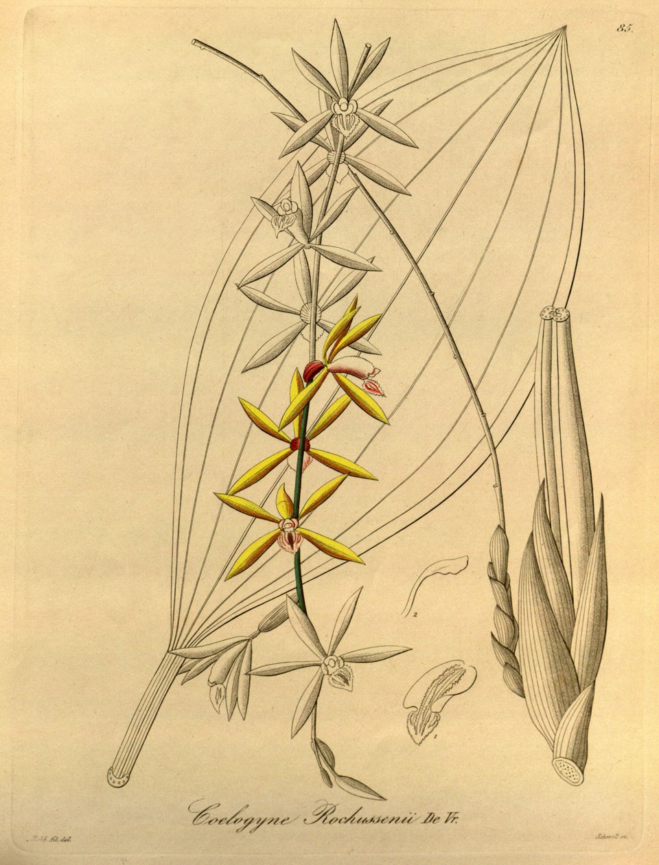 Coelogyne rochussenii by Heinrich Gustav Reichenbach