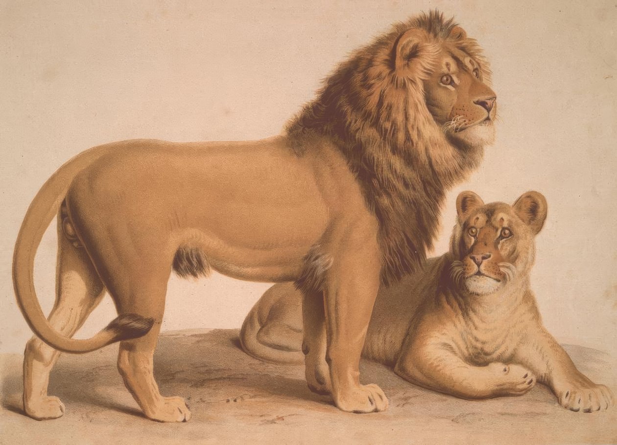 Aslan / Felis Leo by Heinrich Leutemann