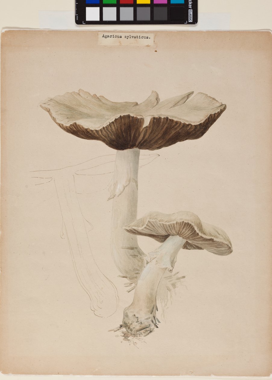 Agaricus Augustus by Helen Beatrix Potter