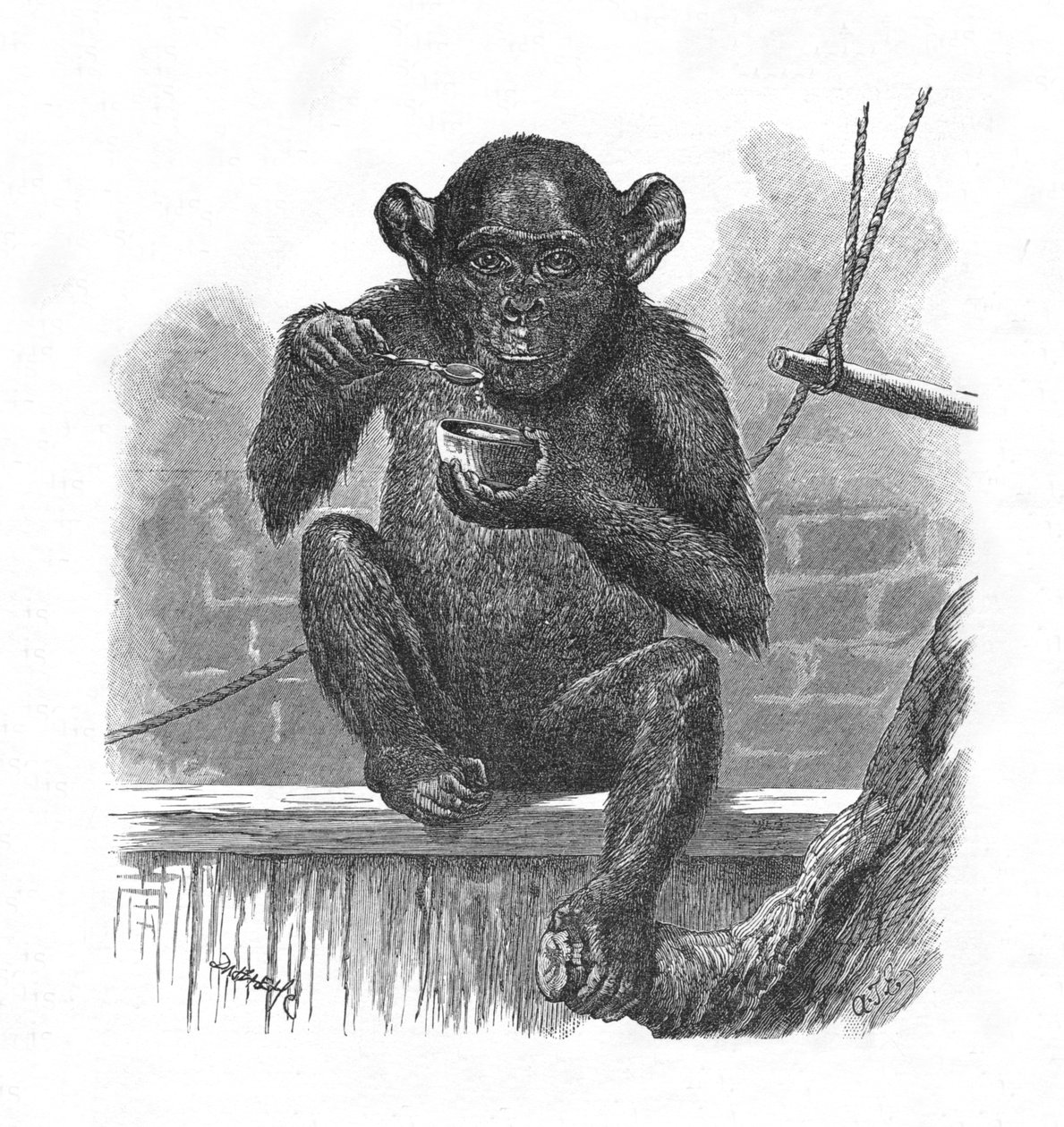 Şempanze Sally., c1900 by Helena J. Maguire