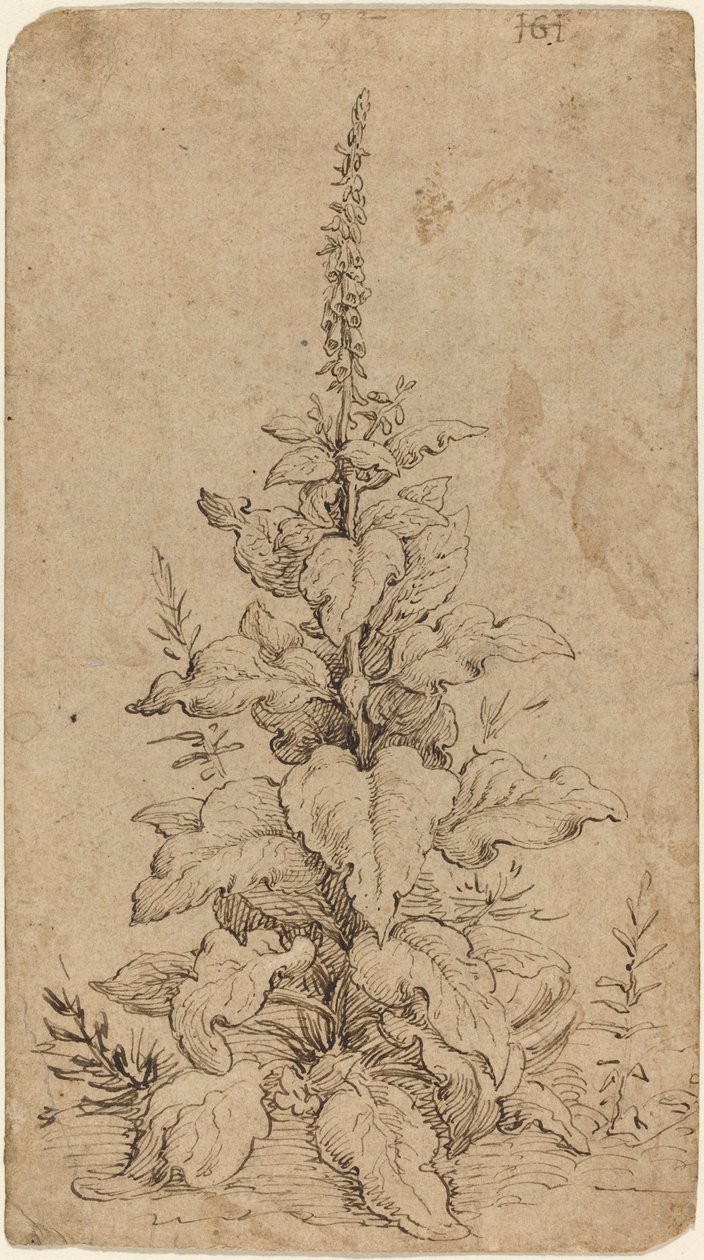 Çiçek Açmış Bir Yüksükotu by Hendrik Goltzius