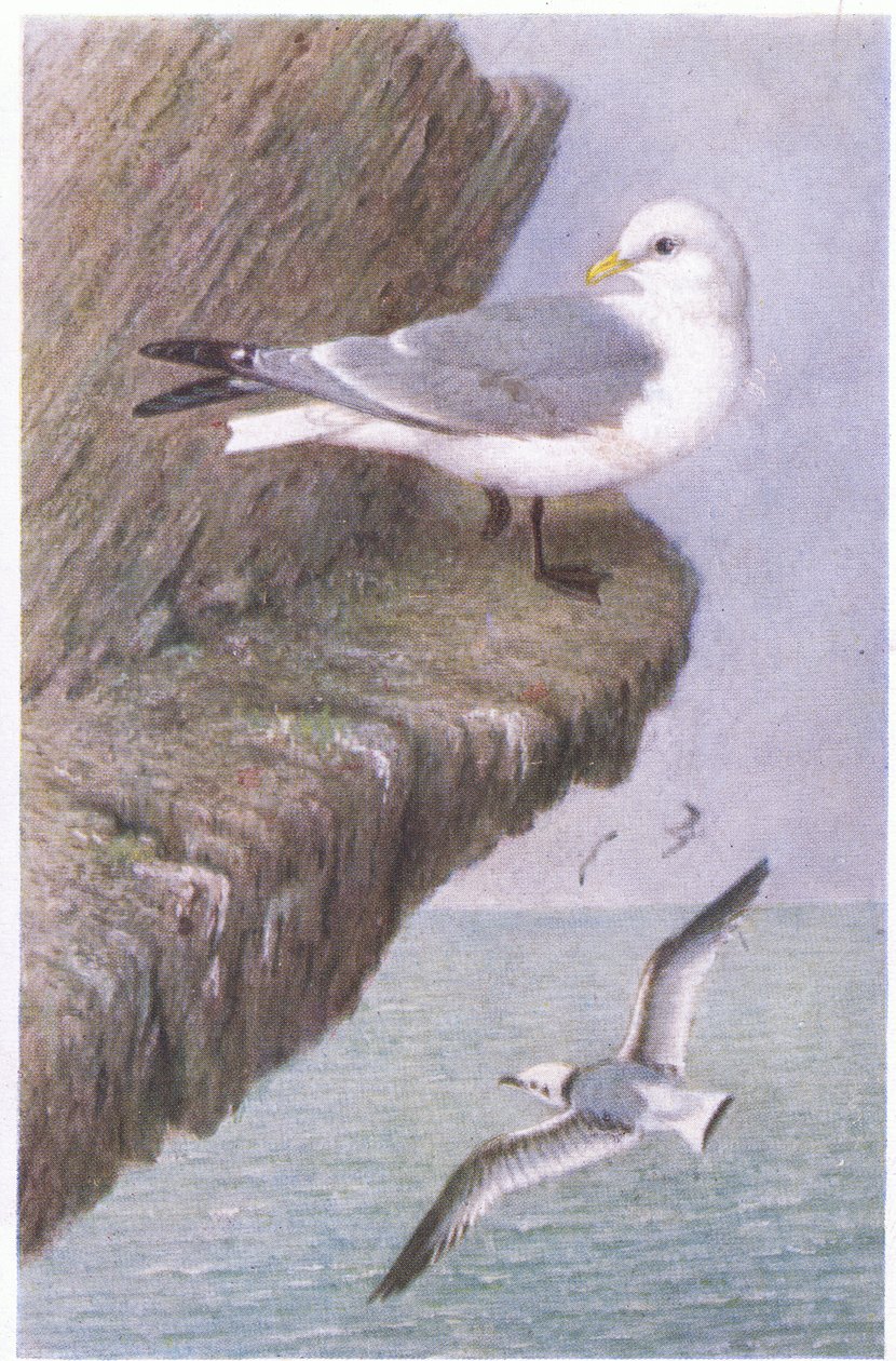 Kittiwake, Kartpostallar, 1930