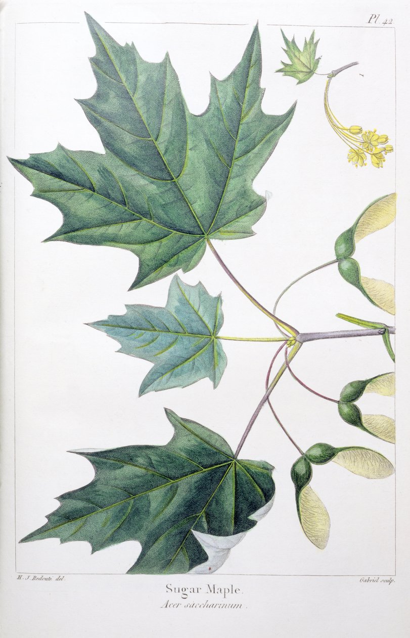 şeker akçaağaç by Pierre Joseph Redouté