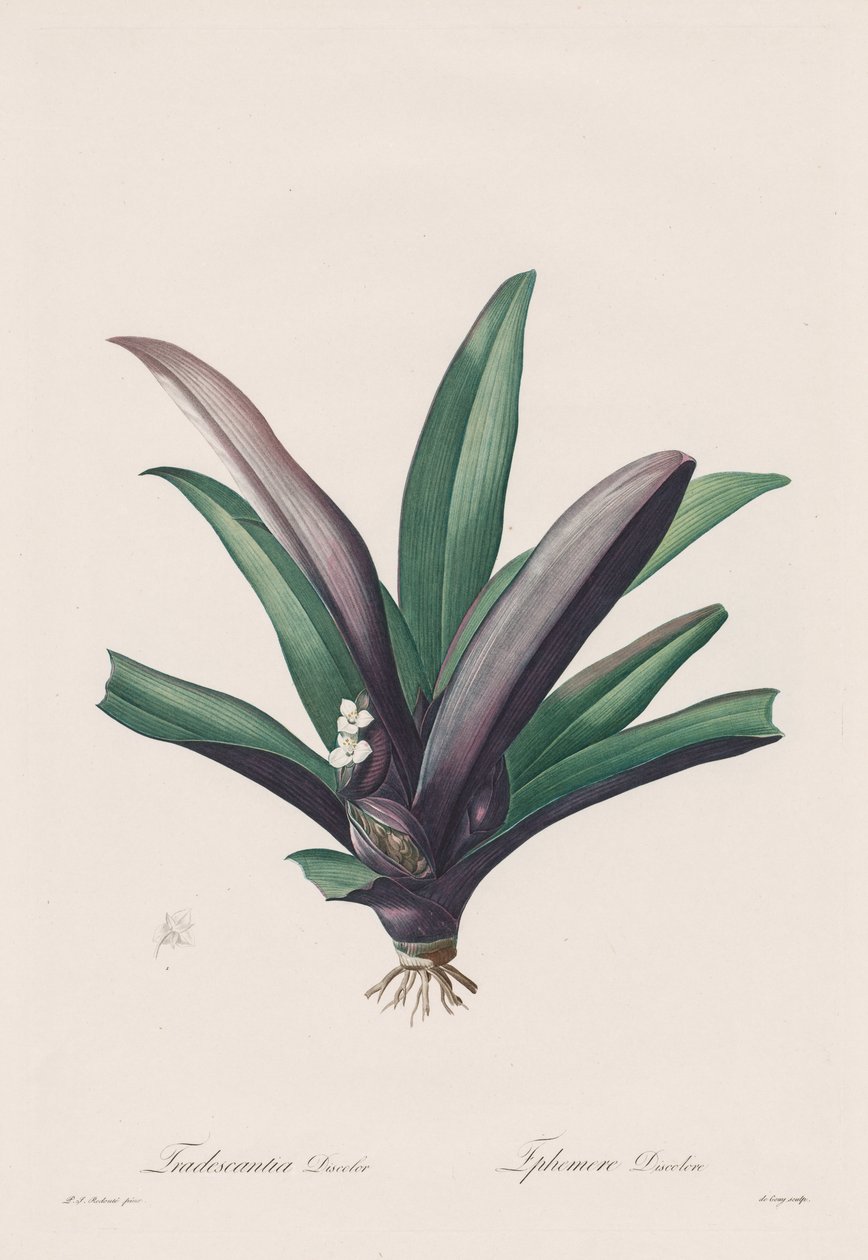 Les Liliacées: Tradescantia renk değişikliği, 1802-1816. by Pierre Joseph Redouté