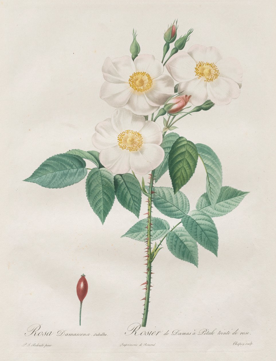 Les Roses: Rosa Damascena, subalba, 1817-1824. by Pierre Joseph Redouté