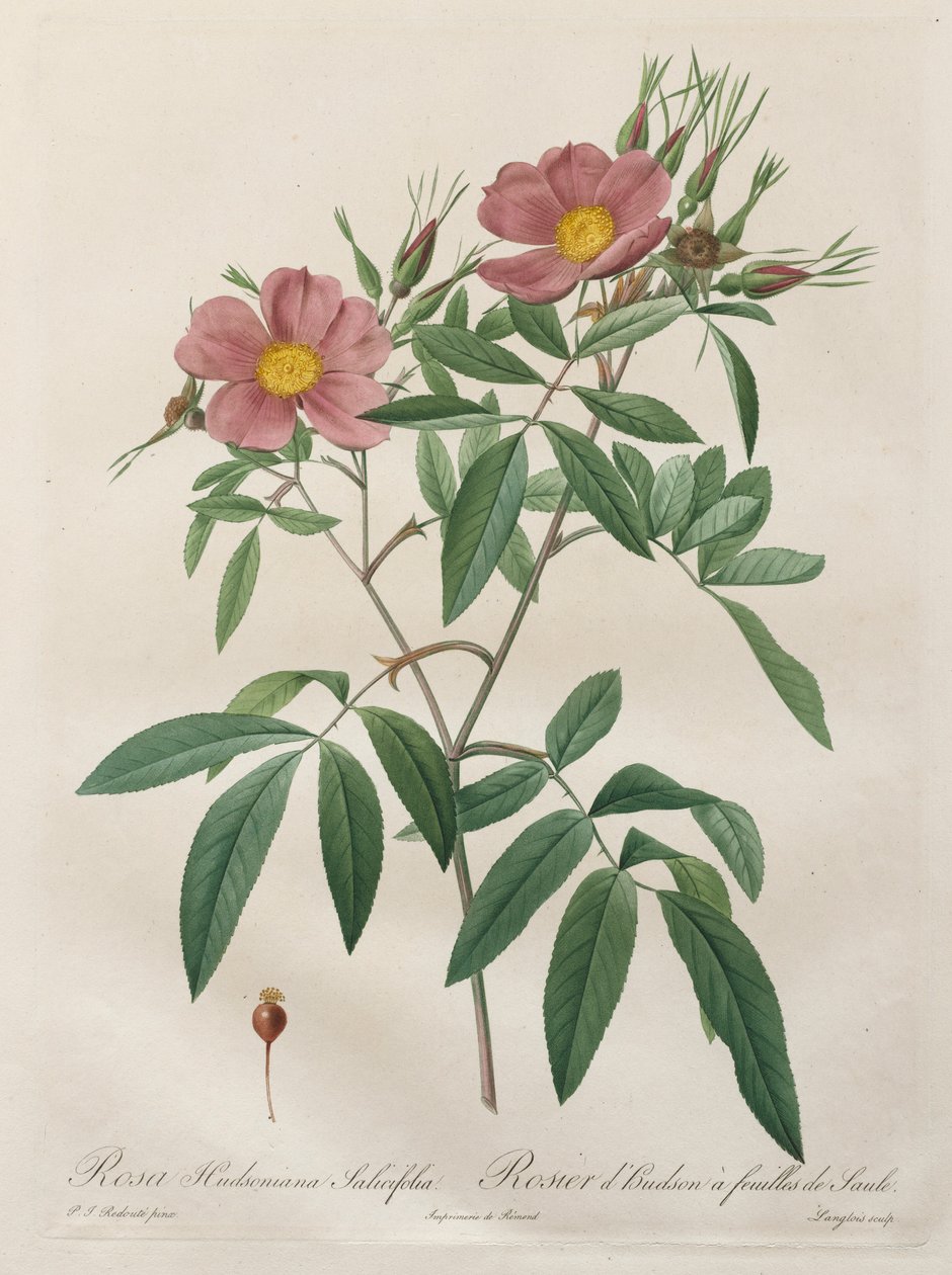 Güller: Rosa Hudsoniana Salicifolia, 1817-1824. by Pierre Joseph Redouté