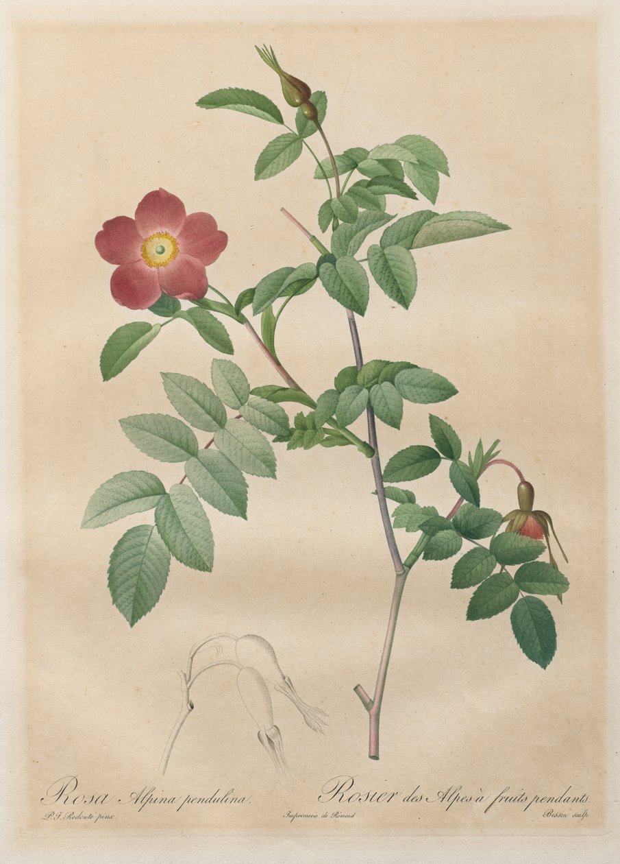 Les Roses: Rosa alpina pendulina, 1817-1824. by Pierre Joseph Redouté