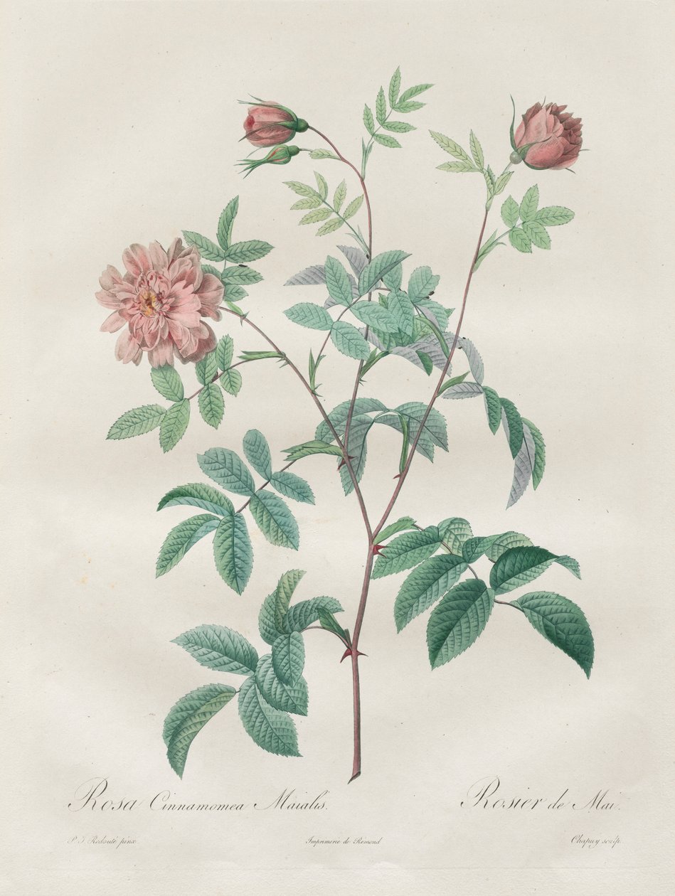 Les Roses: Rosa cinnamomea, 1817-1824. by Pierre Joseph Redouté