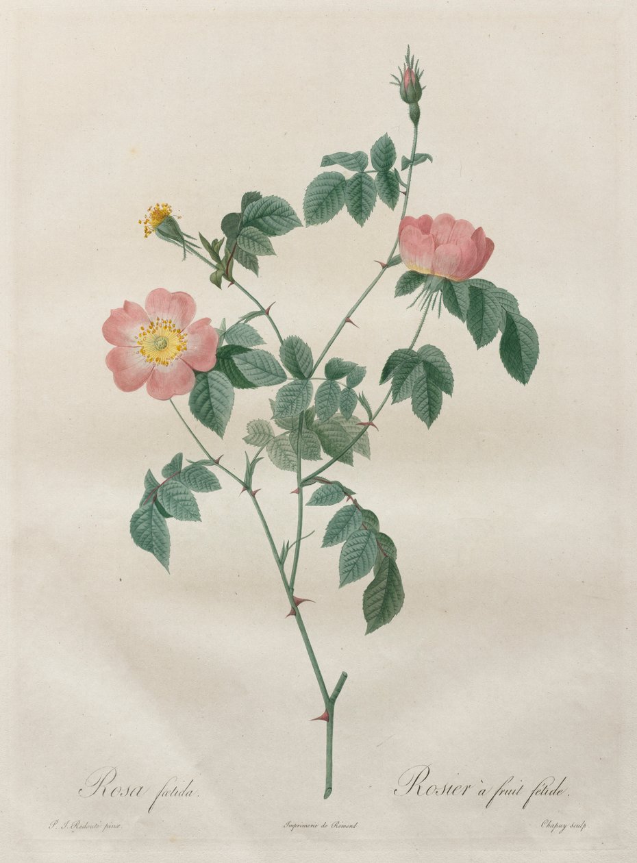 Les Roses: Rosa indica, 1817-1824. by Pierre Joseph Redouté