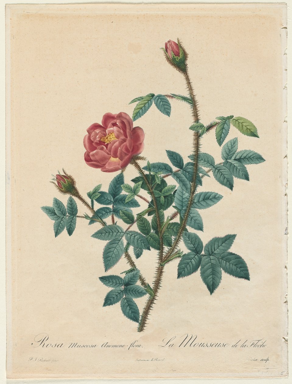 Yosun Gülü, 1817-1824. by Pierre Joseph Redouté
