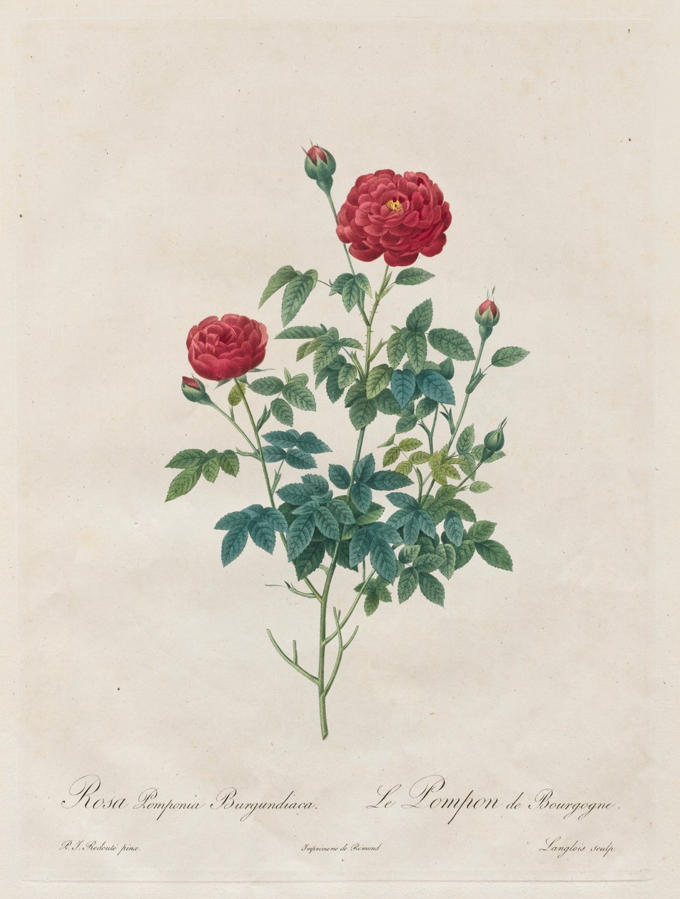 Pembe Ponpon, 1817-1824. by Pierre Joseph Redouté