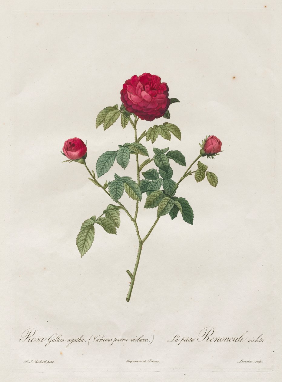 Provence veya Fransız Gülü, 1817-1824. by Pierre Joseph Redouté