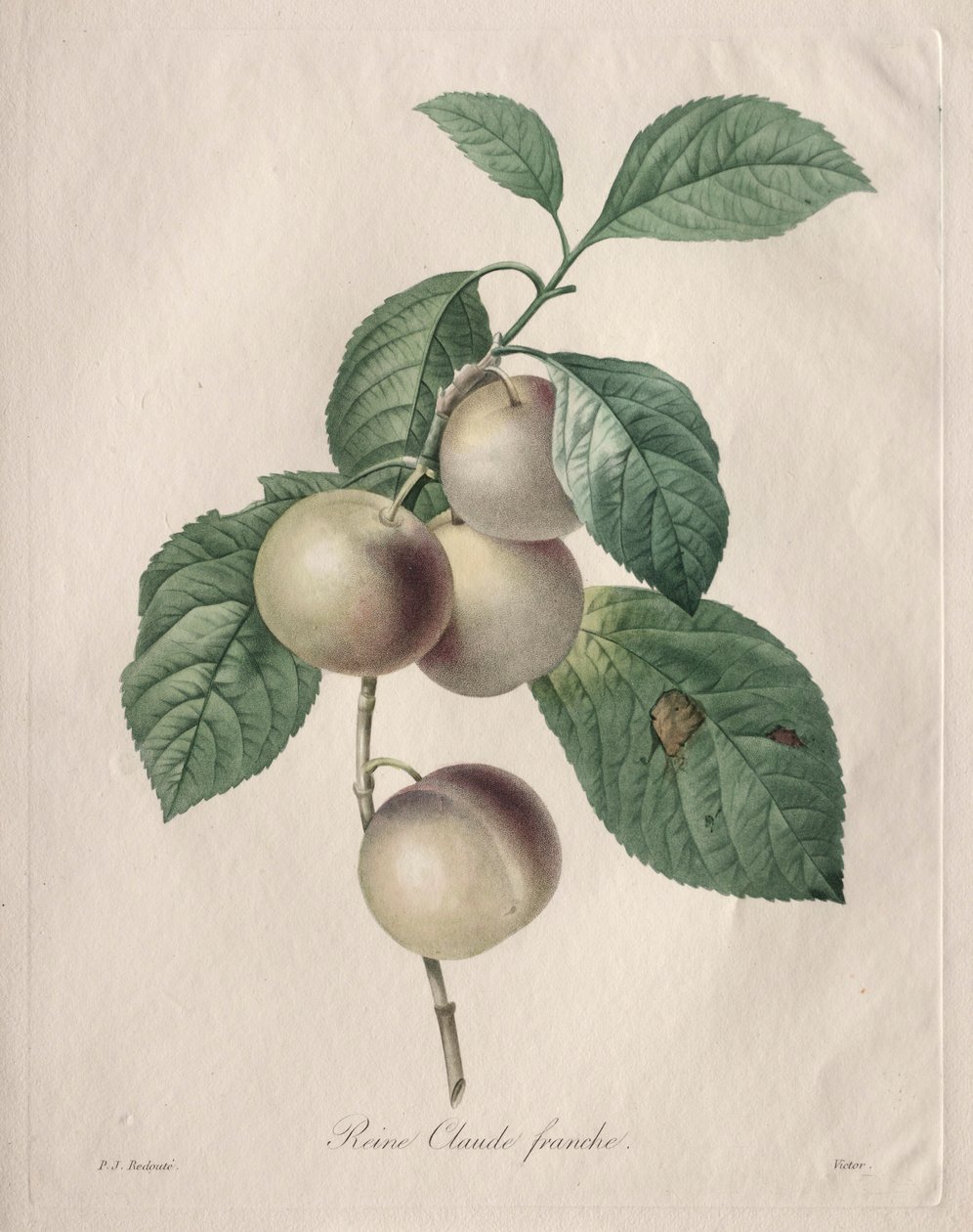 Reine Claude Erik, 1827. by Pierre Joseph Redouté
