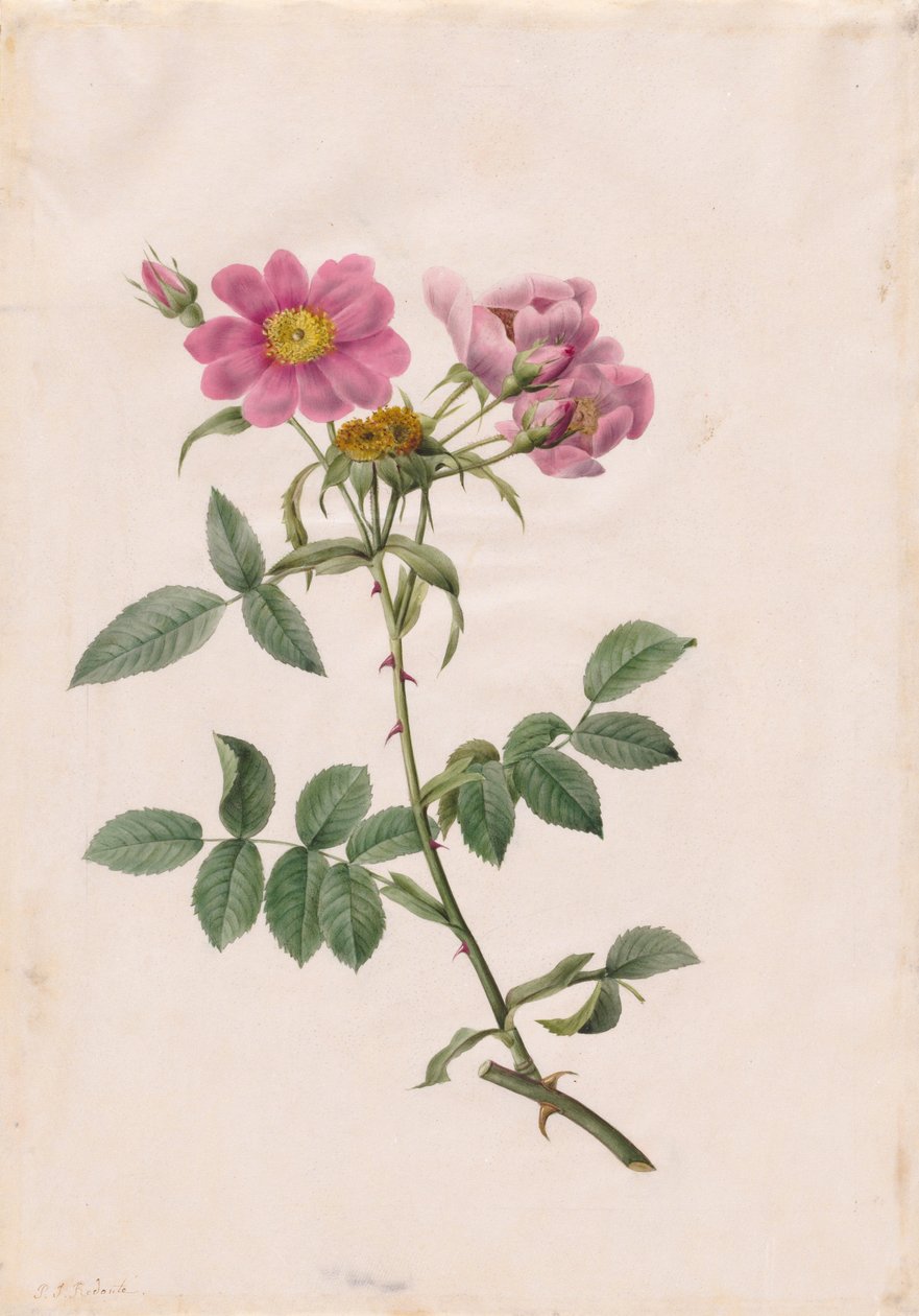 Rosa Monsonian Tepesi, 1817-1824. by Pierre Joseph Redouté