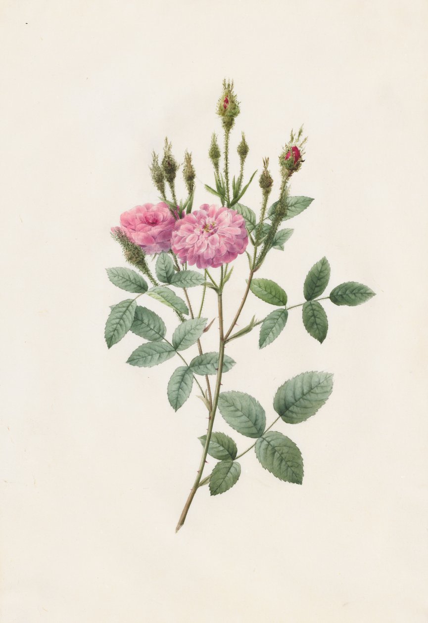 Rosa Pomponiana Muscosa, 1817-1824. by Pierre Joseph Redouté