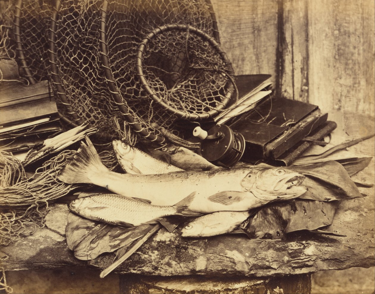 Alabalık Roach vb. by Henry Bailey