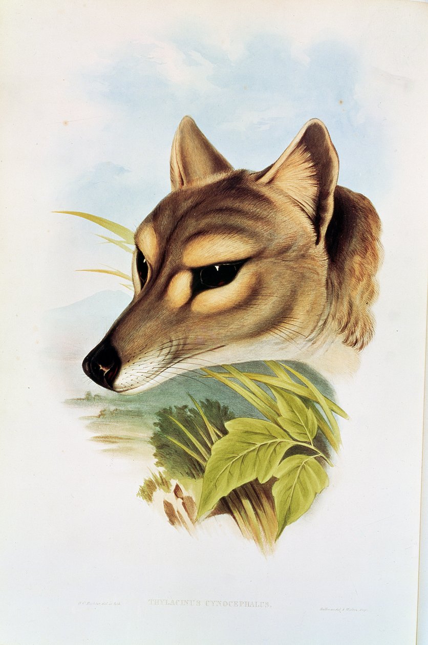 Tazmanya Kurdu veya Kaplanı (thylacinus cynocephalus) by Henry Constantine Richter