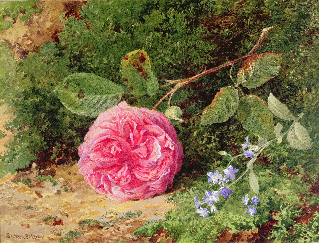 Yosunlu Bir Bankada Pembe Gül, 1875 by Henry Sutton Palmer