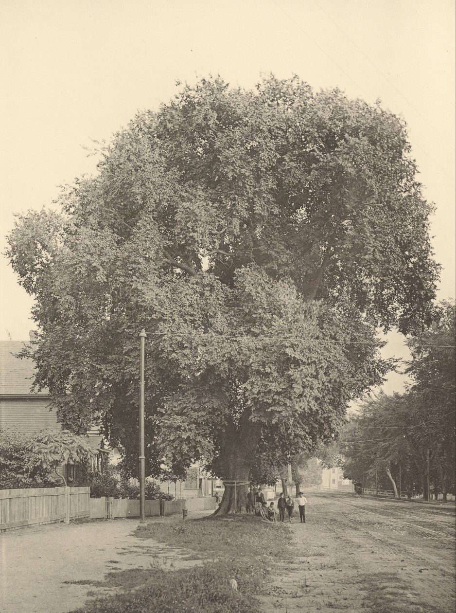 Whittemore Karaağaç, Arlington by Henry Brooks