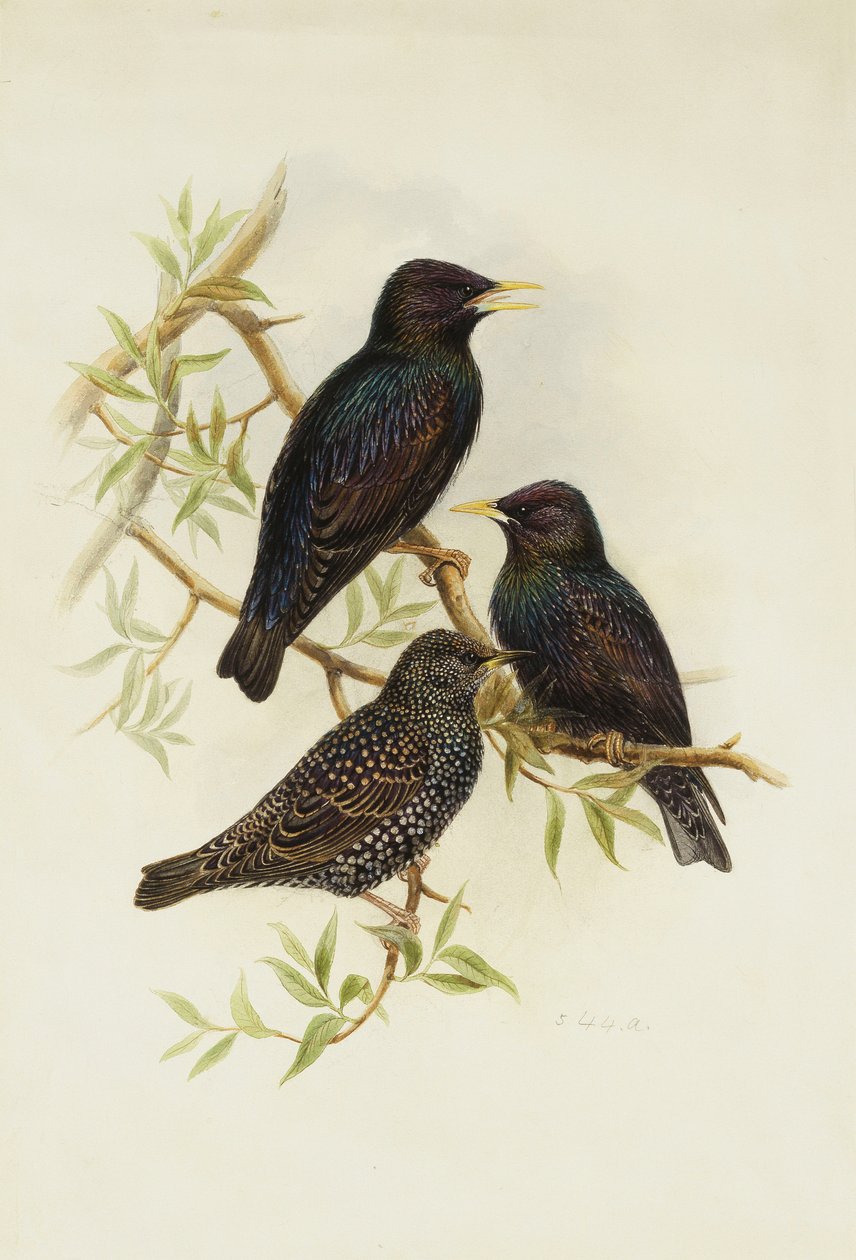 ortak Starling, by Henry Constantine Richter