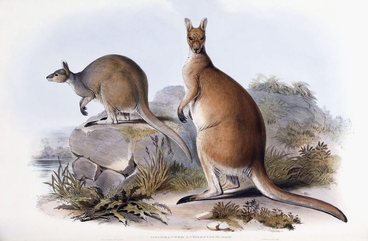 Osphranter Antilopinus by Henry Constantine Richter