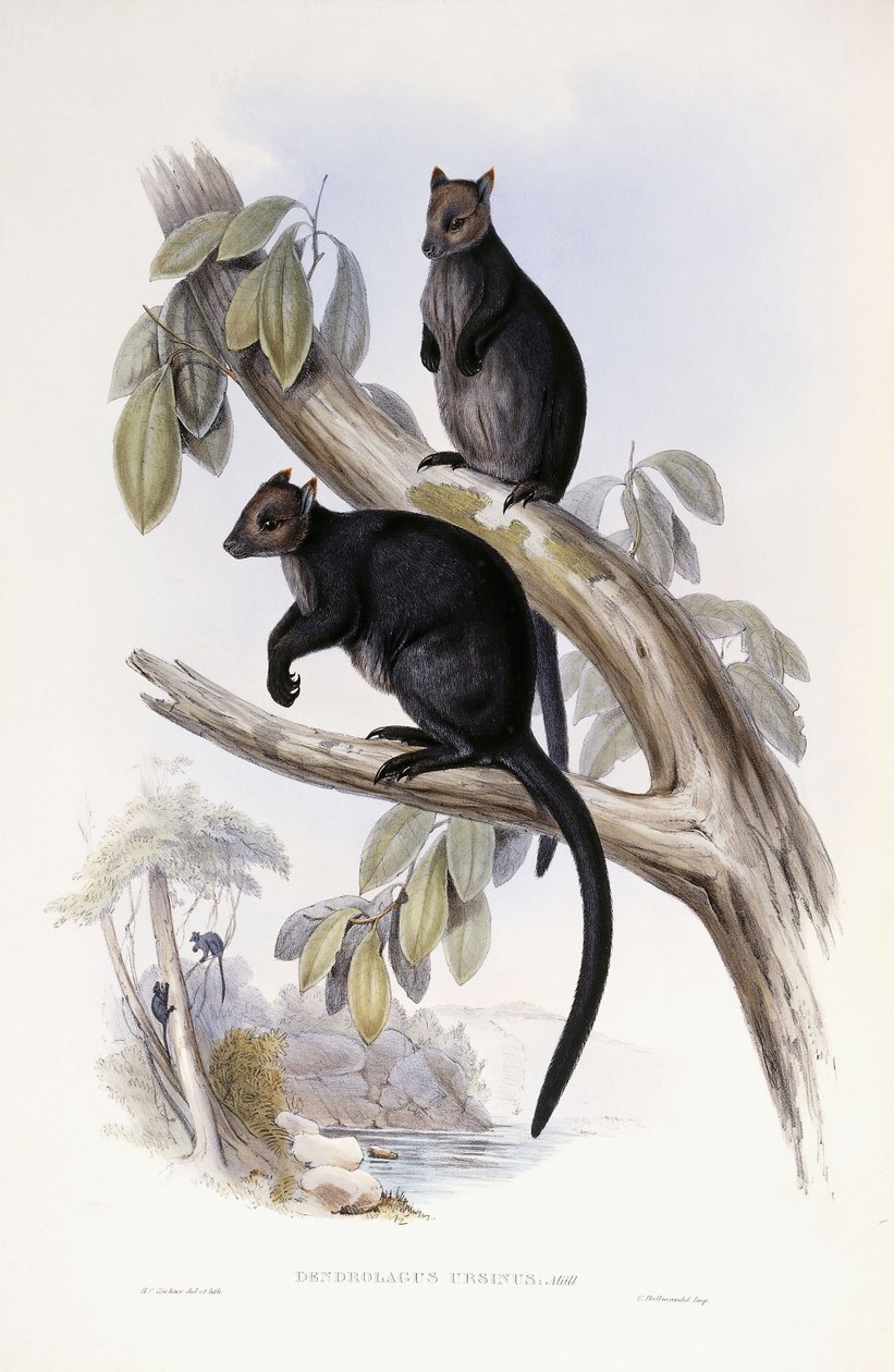 ağaç kanguru by Henry Constantine Richter