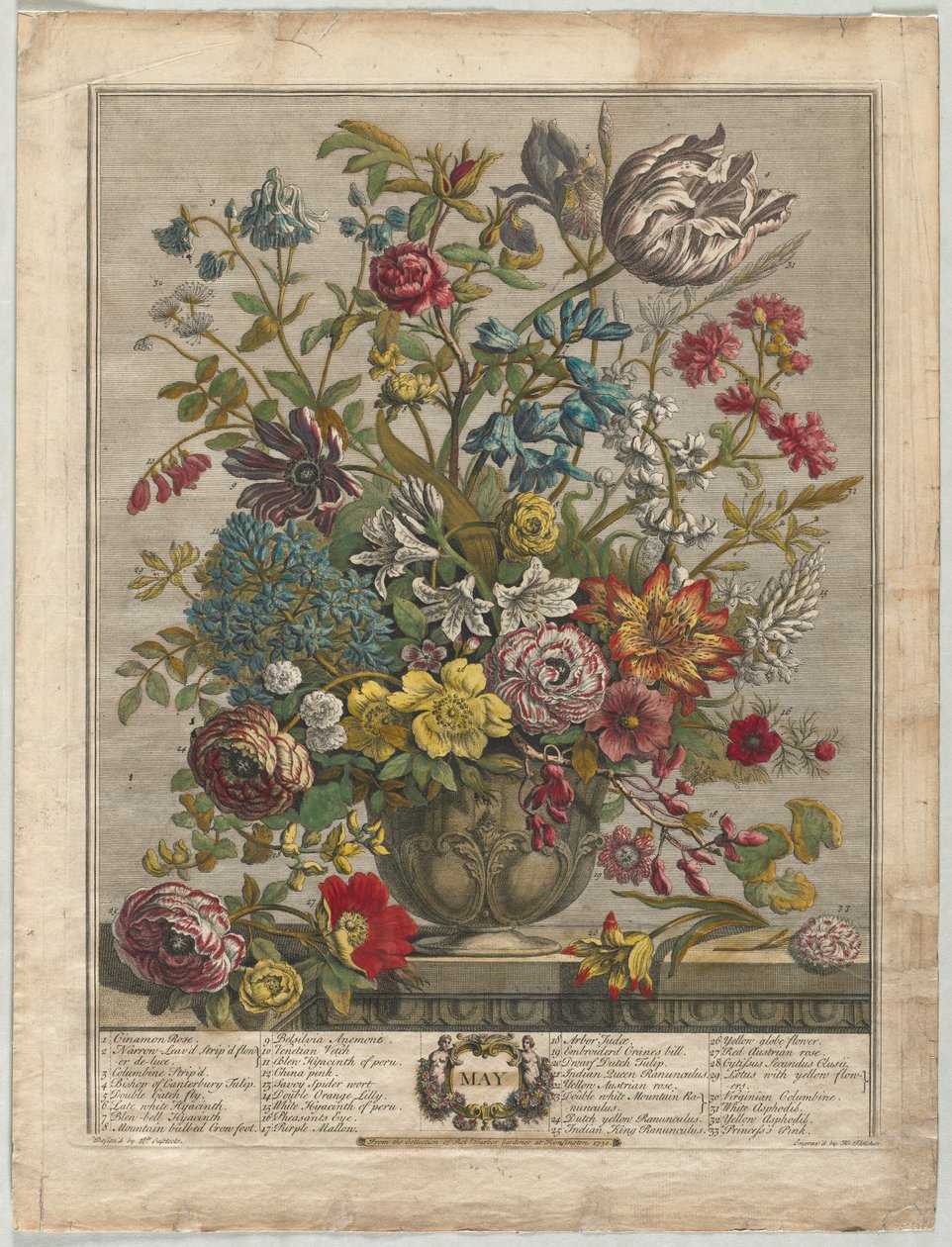 On İki Aylık Çiçekler: Mayıs 1730. by Henry Fletcher
