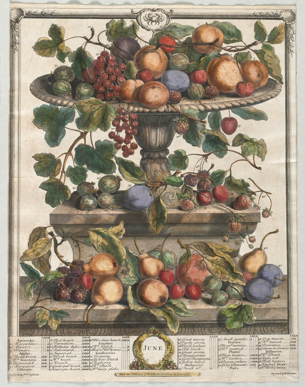 On İki Aylık Meyve: Haziran 1732. by Henry Fletcher