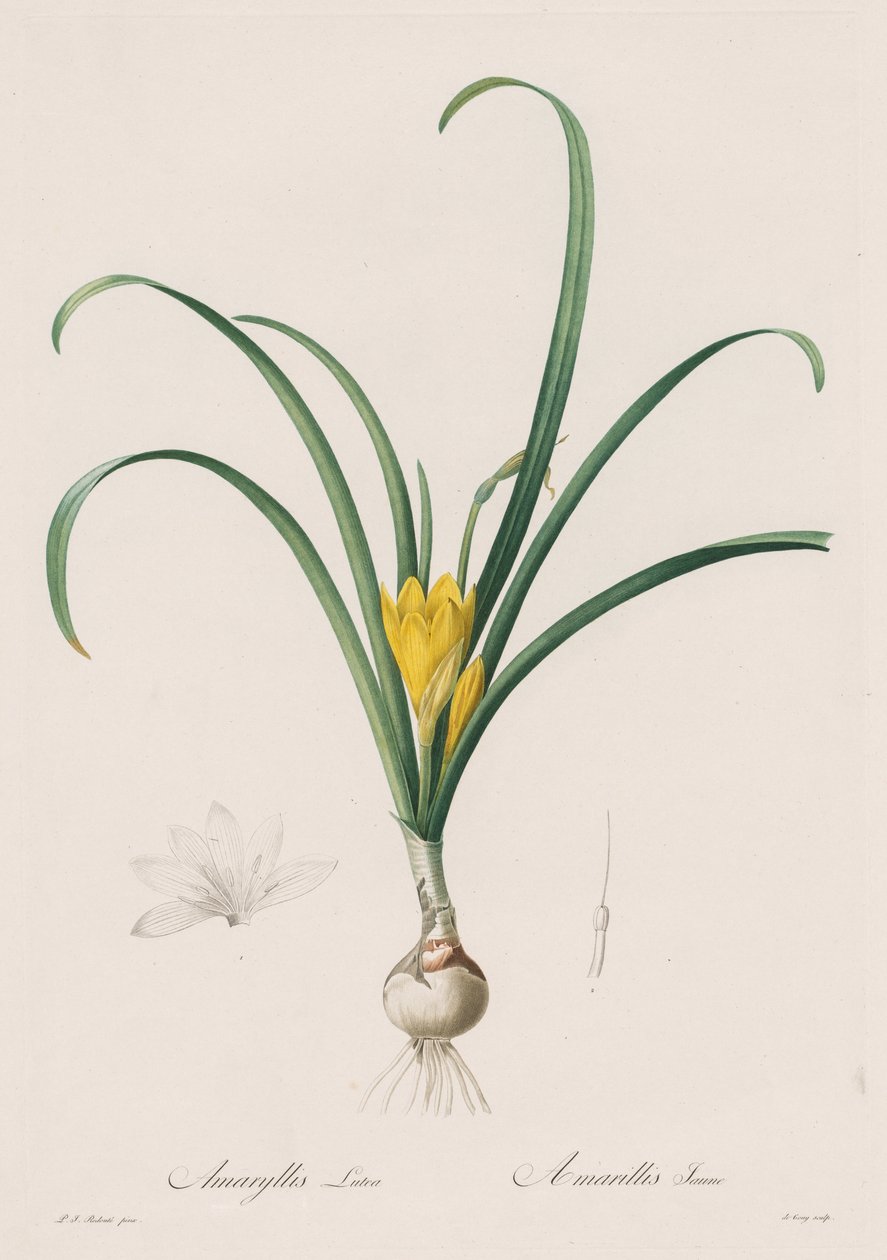 Zambaklar: Amaryllis Utaları by Henry Joseph Redouté