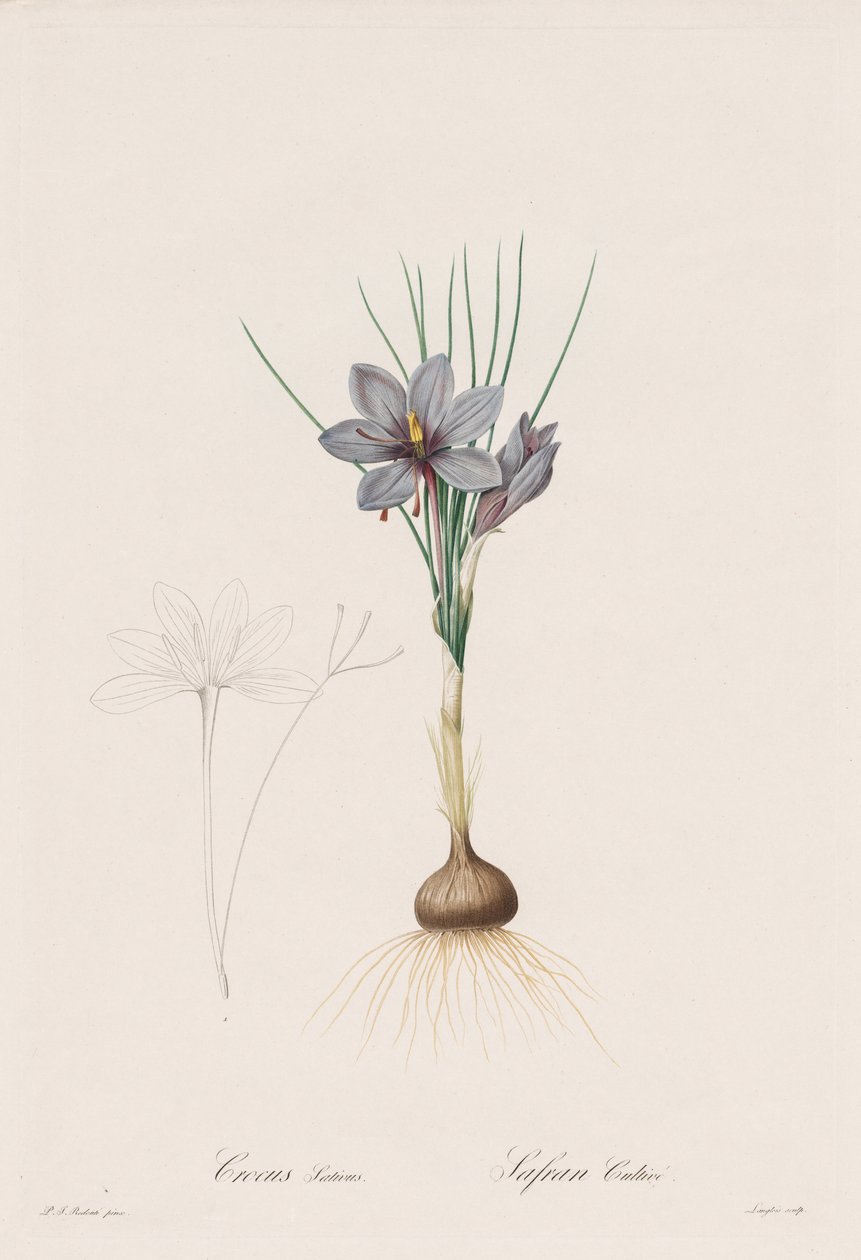 Liliaceae: Çiğdem Sativus by Henry Joseph Redouté