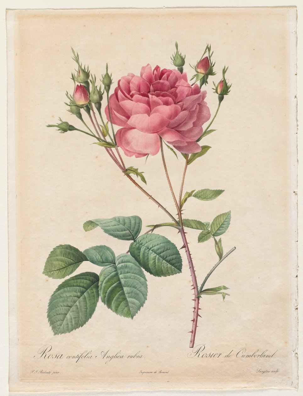 Rosa Centifolia Anglica Rubra by Henry Joseph Redouté
