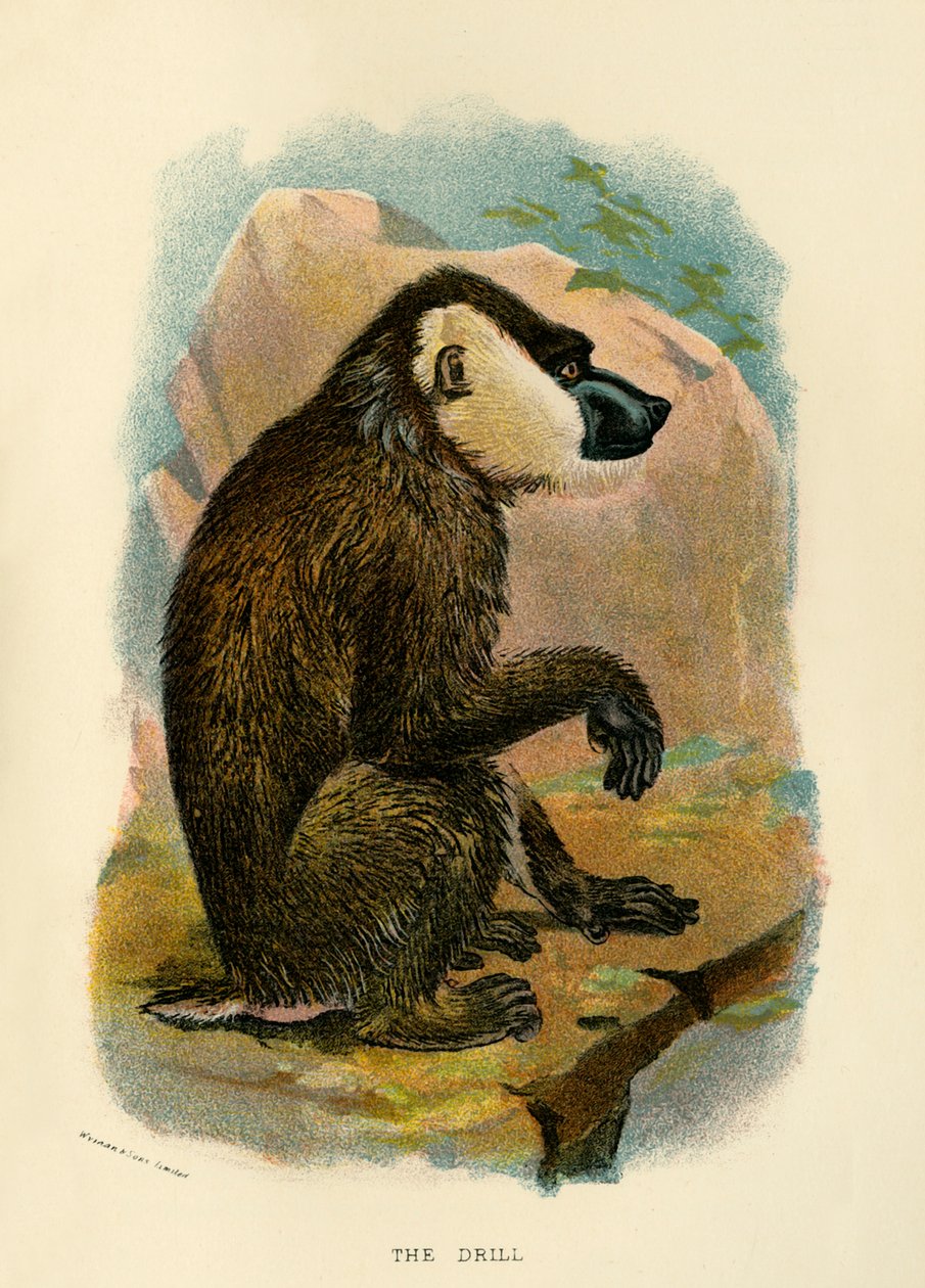 Matkap, 1896 by Henry Ogg Forbes