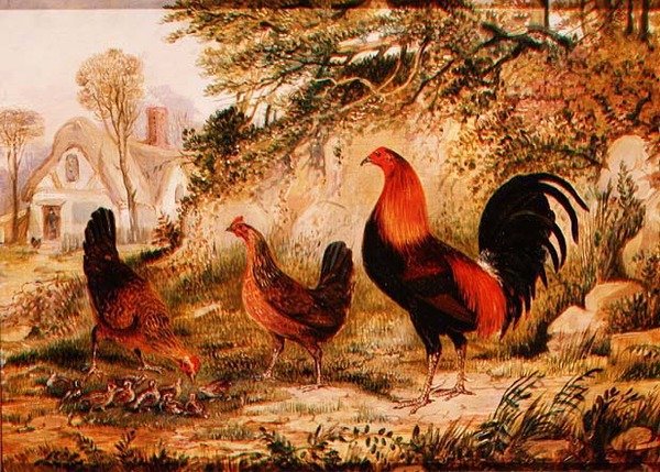 Horoz, Tavuklar ve Civcivler by Henry Thomas Alken