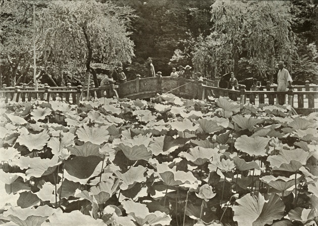 Bir Lotus Göleti, 1910. by Herbert Ponting