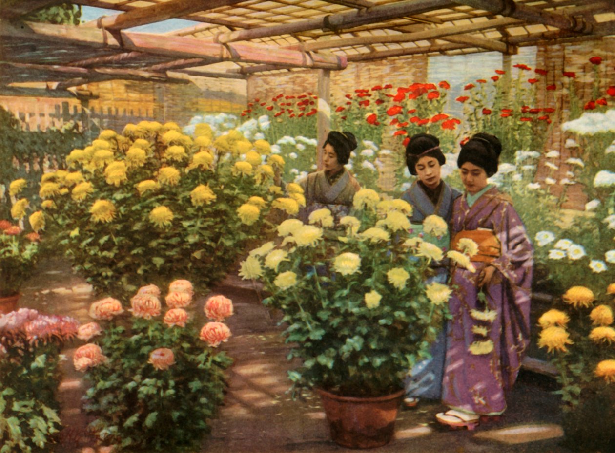 Krizantem Gösterisinde, 1910. by Herbert Ponting