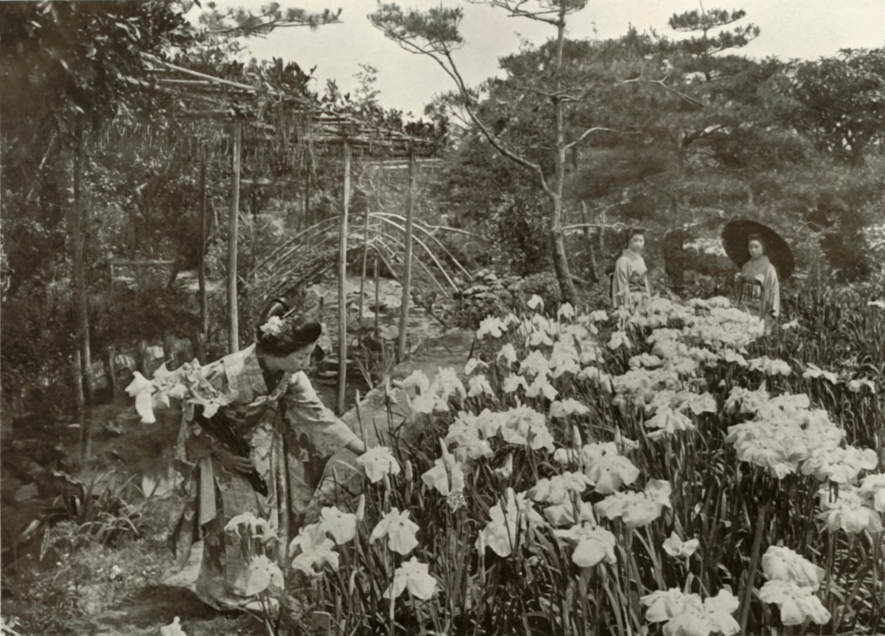 Bir İris Bahçesinde, 1910. by Herbert Ponting