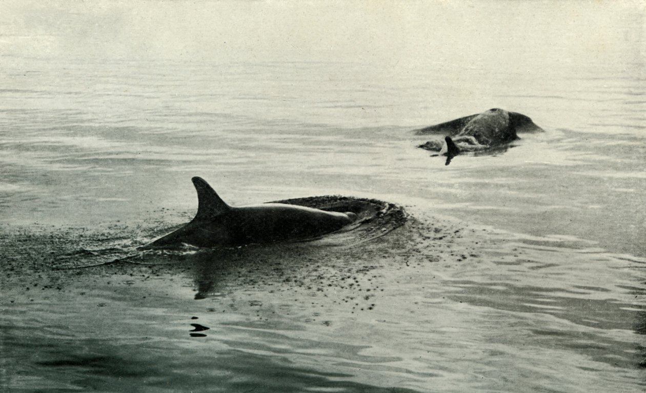 Patlamaya Yükselen Katil Balinalar, c19101913, 1913 by Herbert Ponting