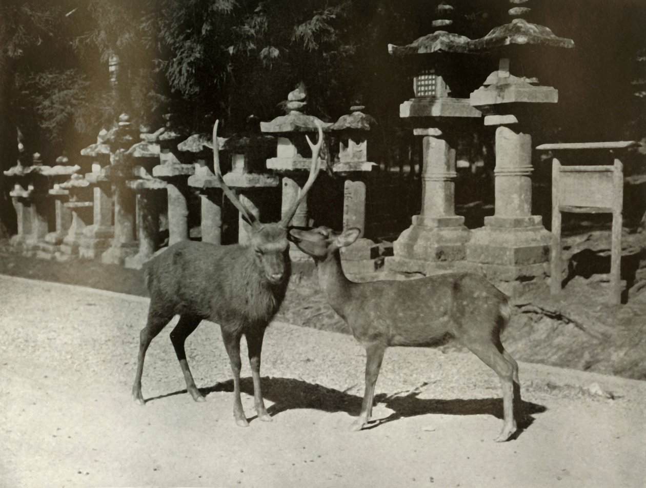 Canım! Nara